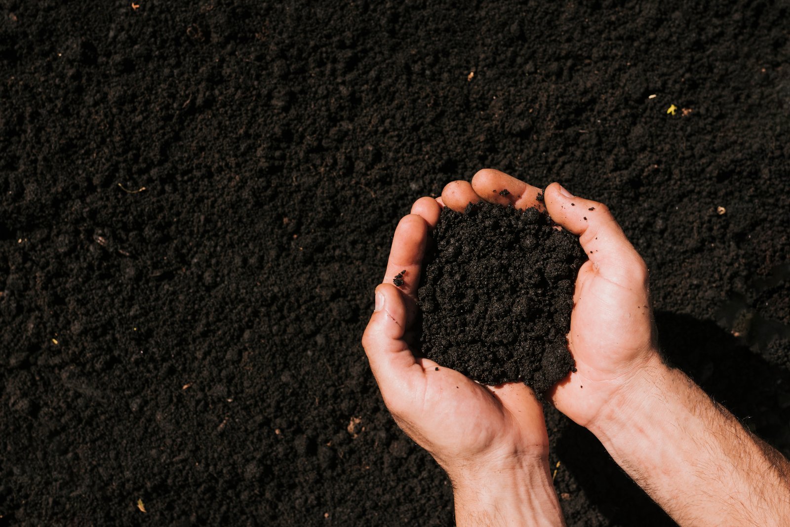 Vermi Compost
