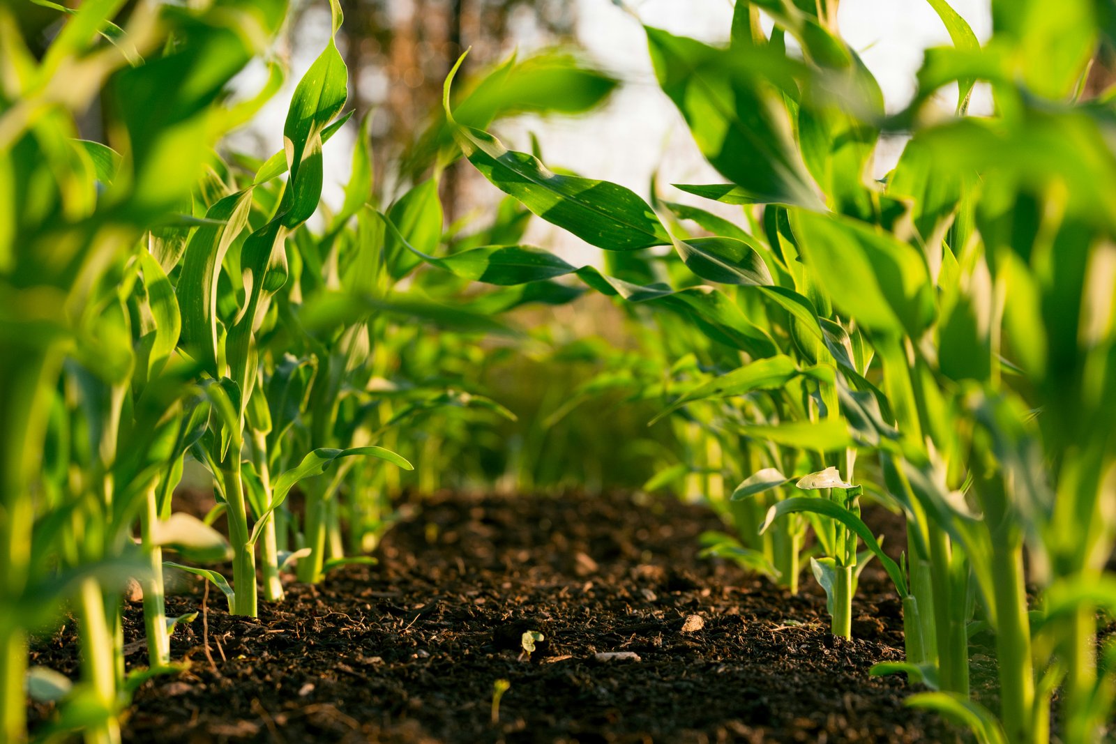 Soil Conditioner