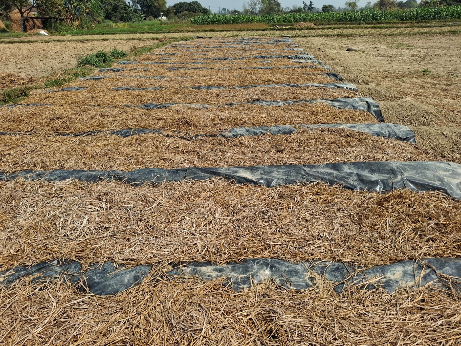 Vermicompost Production