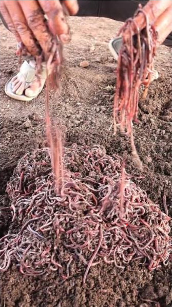 Vermicompost Production